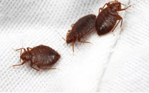 comment reconnaitre une infestation de punaises de lit ? Désinsectisation 94