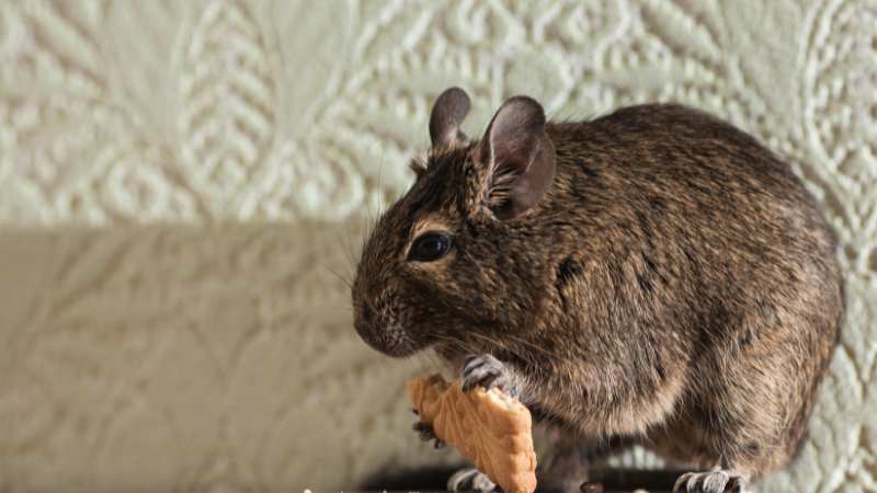 Les 8 signes de la présence de rats chez soi dératisation 94