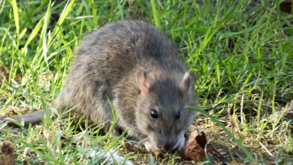 comment reconnaitre la présence de rat chez soi ? dératisation 94