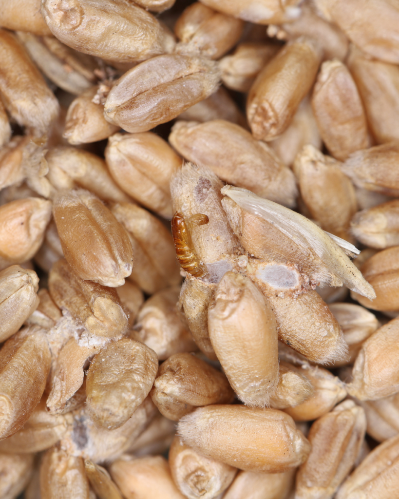 mites alimentaires que faire ? desinsectiseur 94
