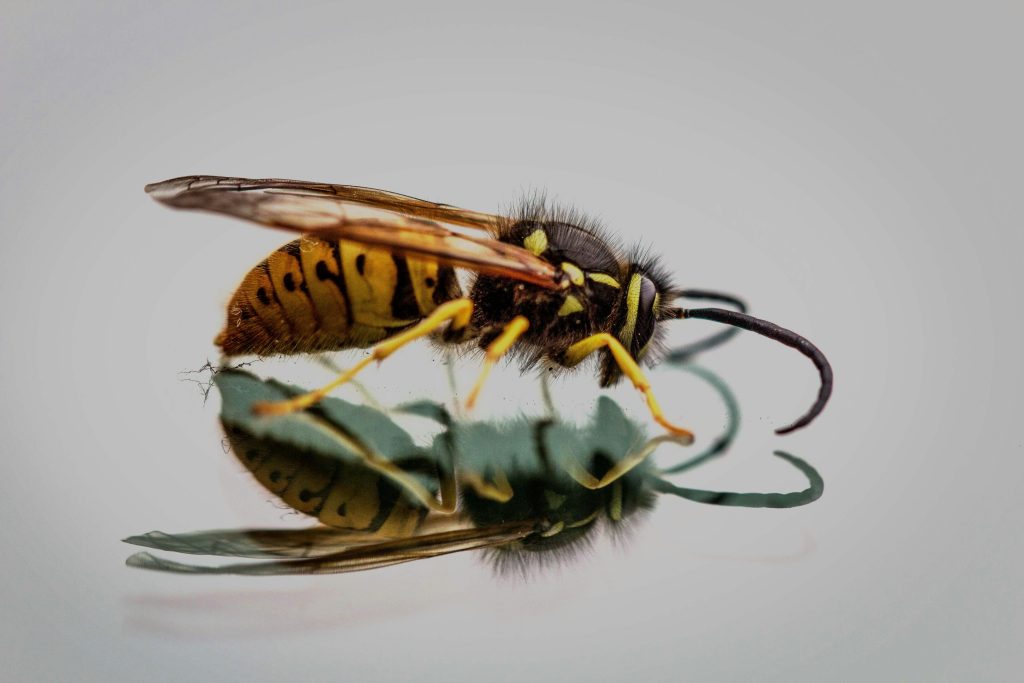 entreprise anti nuisibles dans le 94 élimination insectes guêpes et frelons