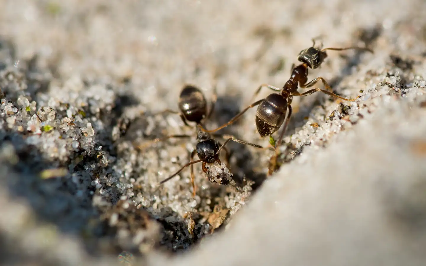 se débarrasser des fourmis desinsectiseur 94 val de marne urgence