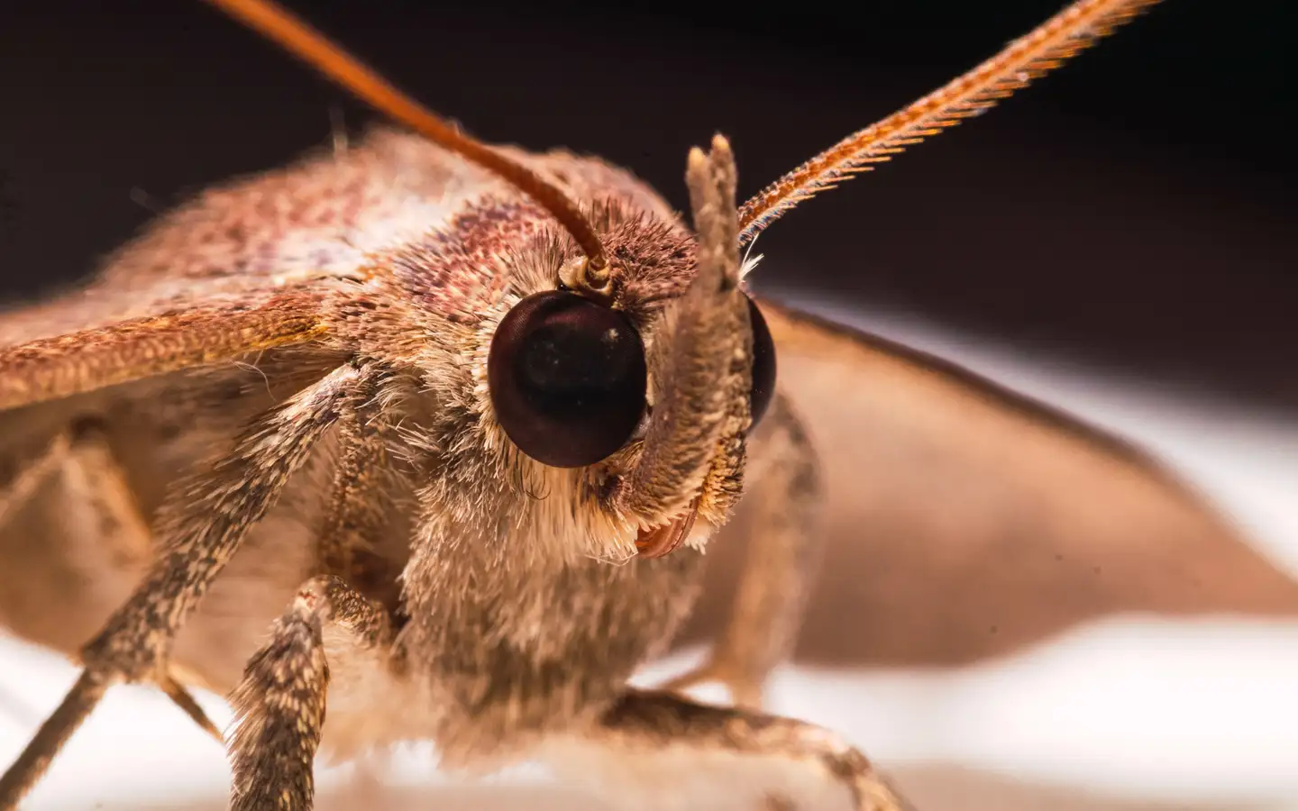 mites