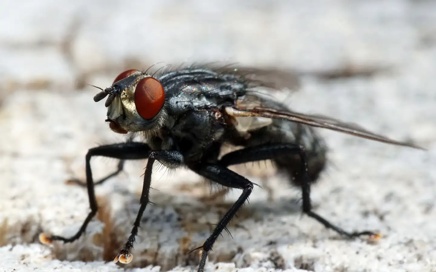 mouche