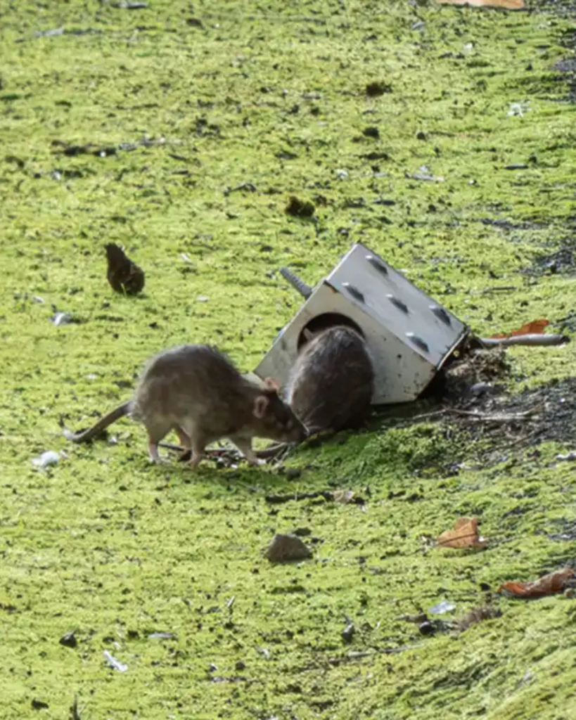 lutter efficacement contre les nuisibles et rats piégeage mécanique val de marne 94