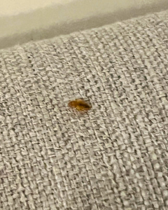 comment reconnaitre une infestation de punaises de lit ?