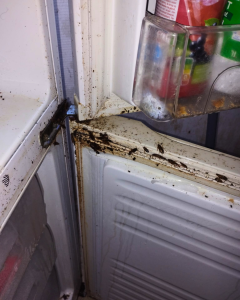 cafard dans le frigo que faire ? désinsectisation à Créteil