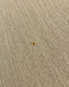 Comment reconnaître une infestation de punaises de lit ? 5 insectes sur un canapé, qu'est ce que c'est ? reconnaitre une punaise de lit