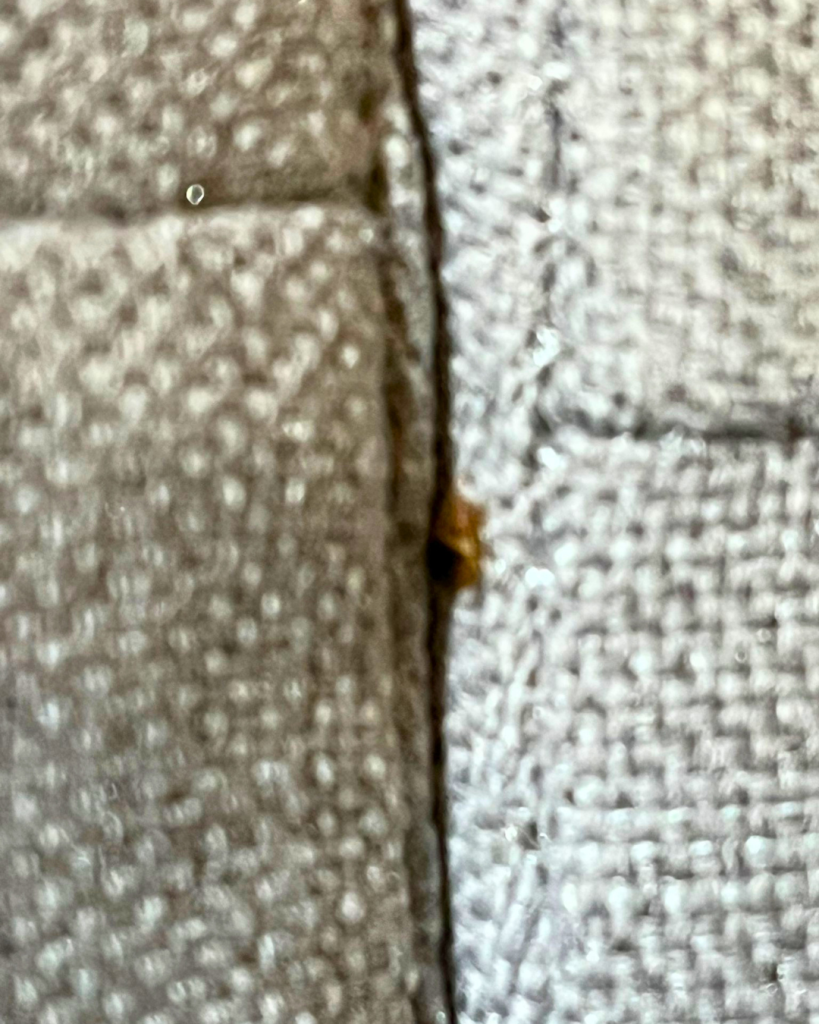 ou se cache les punaises de lit ? reconnaitre une infestation de punaise de lit