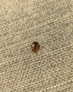infestation de punaises de lit a quoi ca ressemble ?