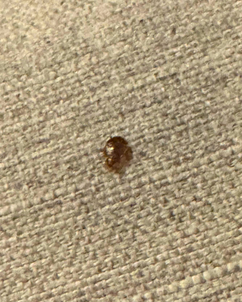 infestation de punaises de lit a quoi ca ressemble ?