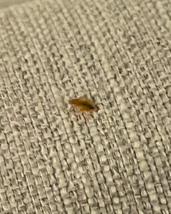 Comment reconnaître une infestation de punaises de lit ? 6 comment éliminer les punaises de lit professionnel val de marne 94