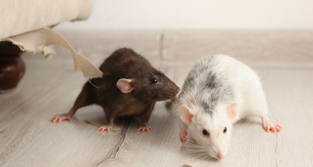 présence de rats chez soi reconnaitre les signes dératisation 94
