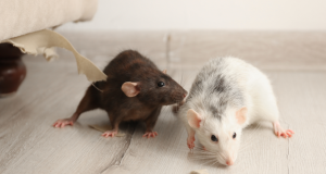 présence de rats chez soi reconnaitre les signes dératisation 94