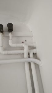 extermination cafards sur canalisation appartement bonneuil sur marne