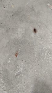 désinsectisation val de marne cafards appartement 94