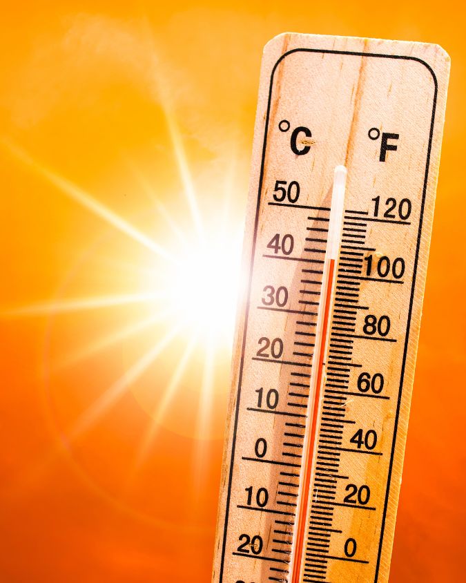 Canicule : pourquoi les rats et les insectes envahissent davantage nos maisons ?