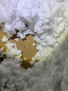 désinsectisation combles grenier maison 94